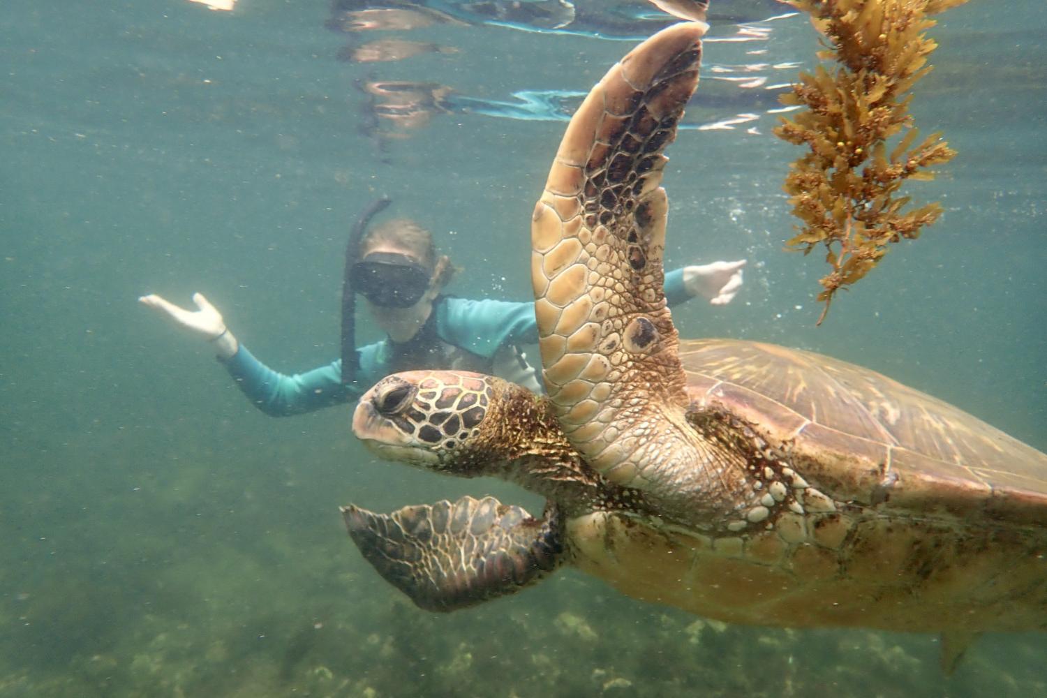 一名<a href='http://j.4dian8.com/'>博彩网址大全</a>学生在Galápagos群岛游学途中与一只巨龟游泳.